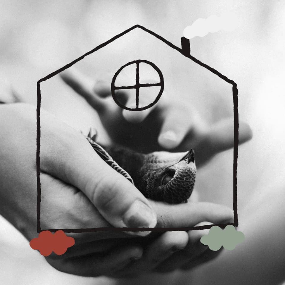 Maziņš putniņš cilvēka rokās, ietverts mājas kontūrā – SIA"Hospiss Māja" logotips, kas simbolizē hospisa